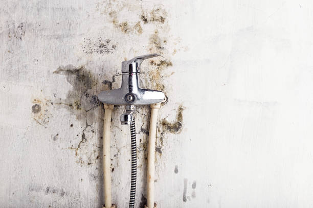 Best Home Mold Removal  in Valley Falls, SC