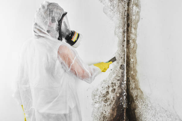 Best Commercial Mold Removal  in Valley Falls, SC