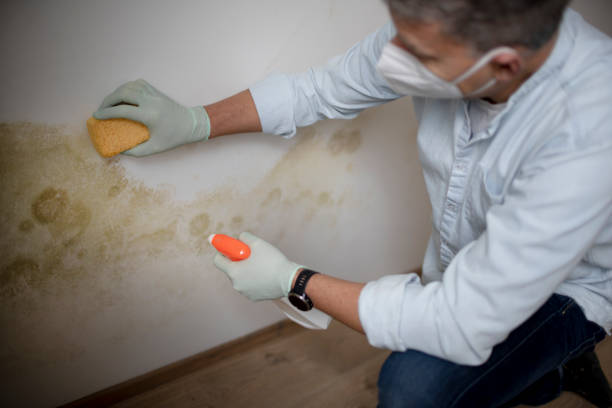 Best Certified Mold Removal  in Valley Falls, SC
