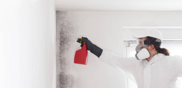 Best Attic Mold Removal  in Valley Falls, SC