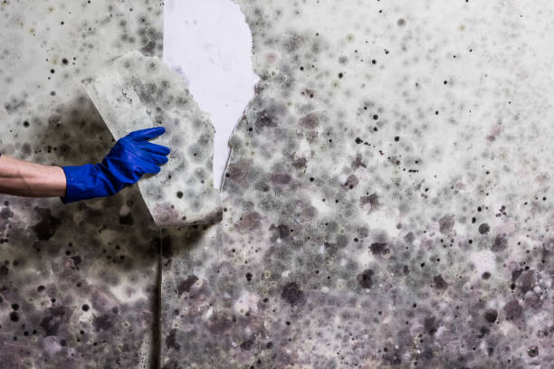 Best Local Mold Removal Service  in Valley Falls, SC
