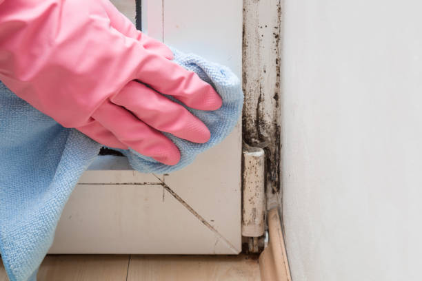 Mold Testing and Removal in Valley Falls, SC